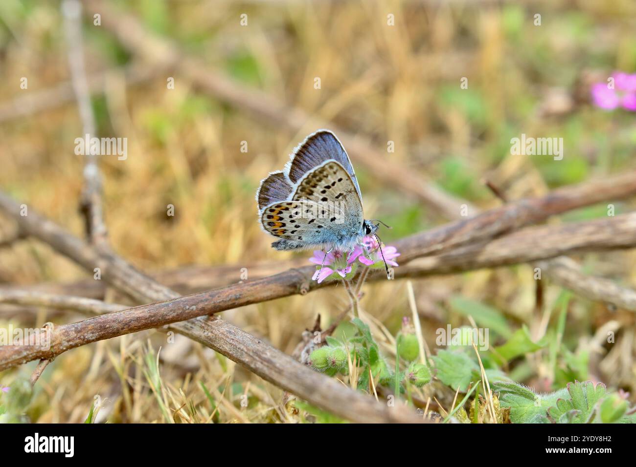 Blauer Schmetterling mit silbernen Nieten männlich - Plebejus argus Stockfoto