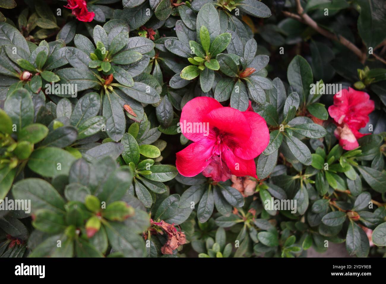 Hellrote Azaleblüte, die sich von üppig grünen Blättern abhebt und die lebendige Schönheit und die zarten Details der Natur zeigt. Stockfoto