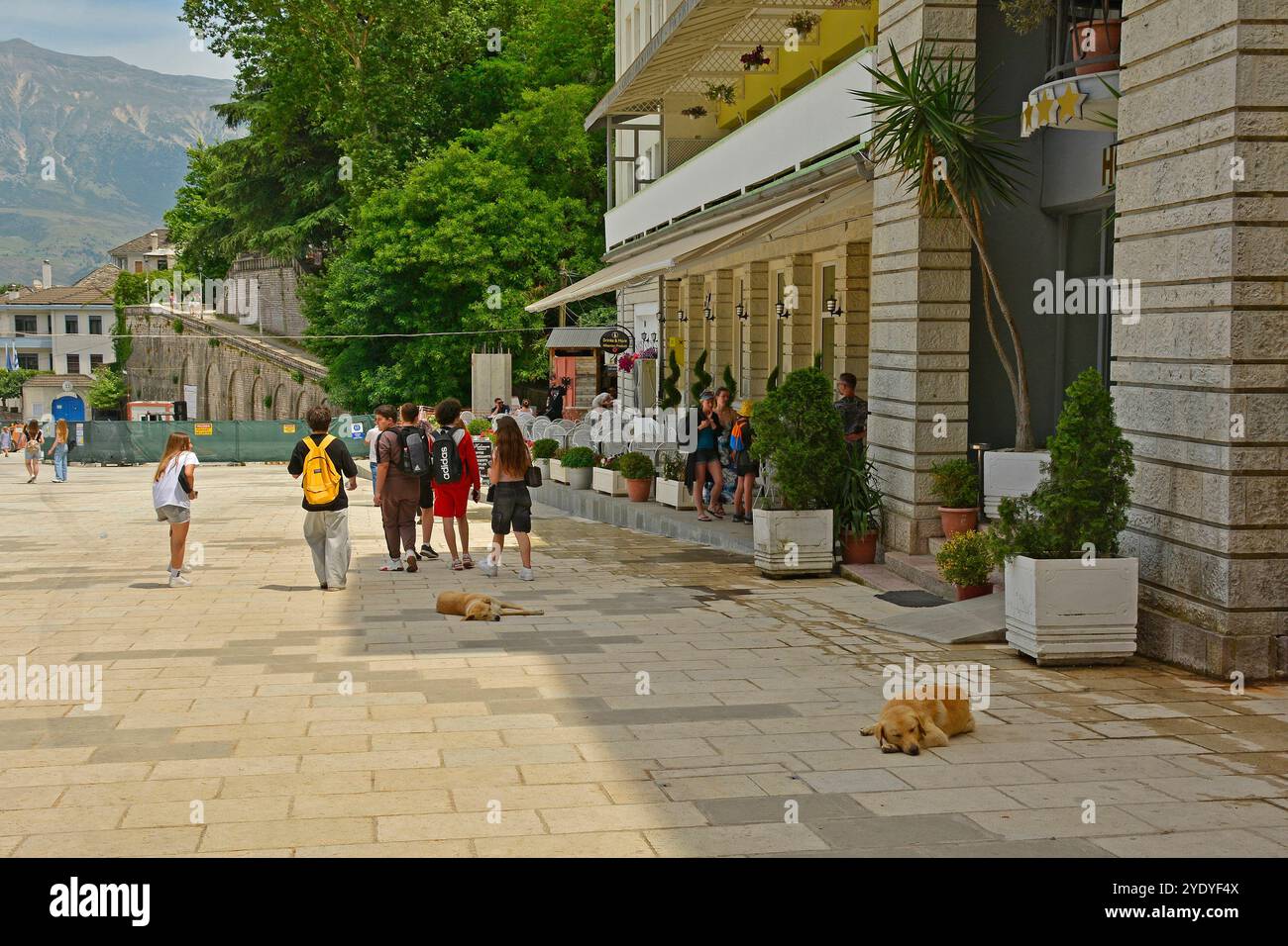 Gjirokaster, Albanien - 4. Juni 2024. Obdachlose streunende Hunde schlafen auf der Straße vor einem 4-Sterne-Hotel, während Touristen sie ignorieren, Gjirokaster Stockfoto