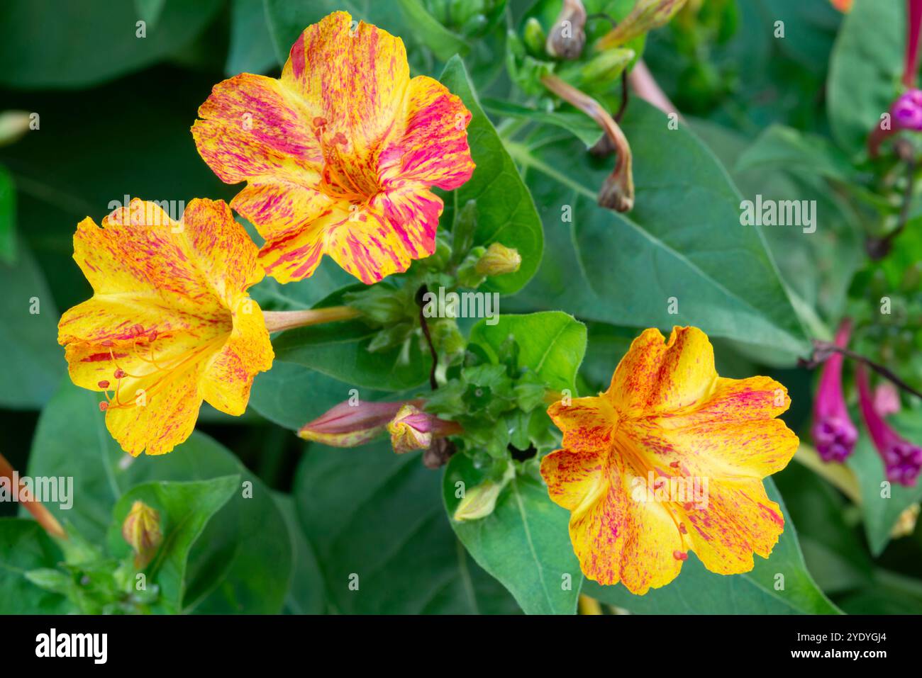 Bewundern Sie die peruanischen Blumen, mirabilis Jalapa Stockfoto
