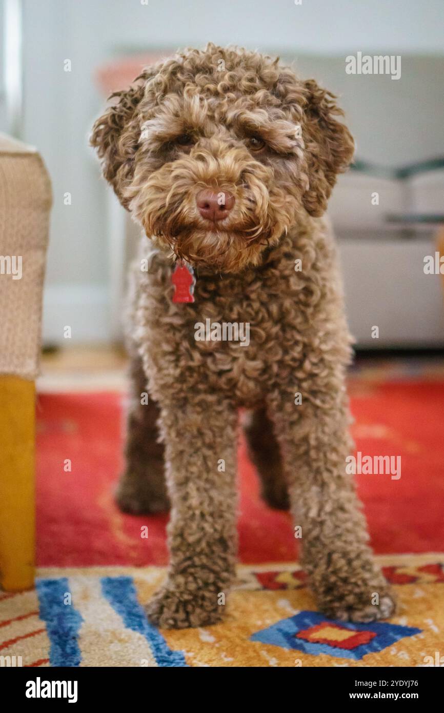 Kleiner brauner Hund, auch bekannt als leberfarbene Labradoodle. Stockfoto