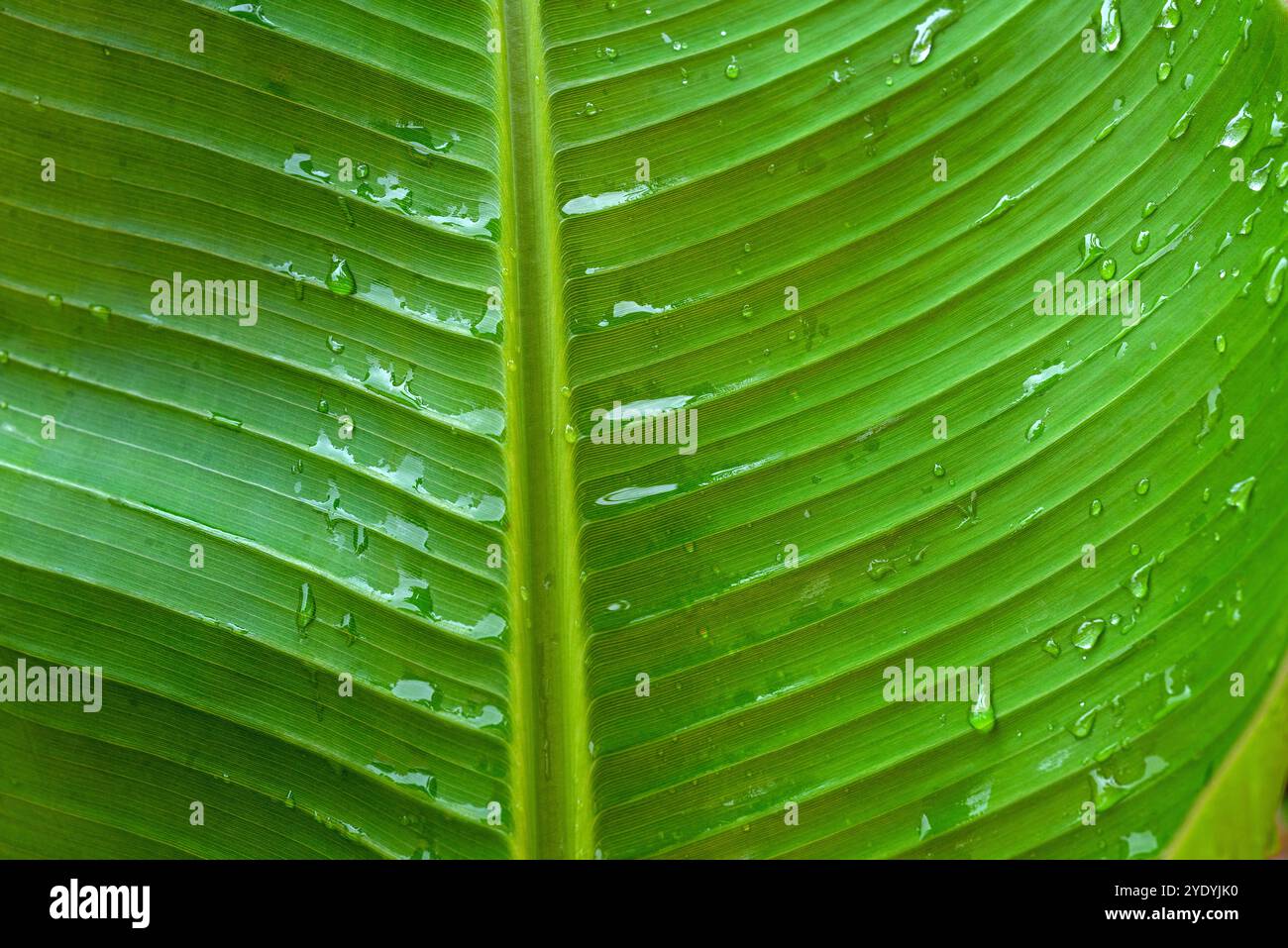 Bananenblatt-Detail Stockfoto