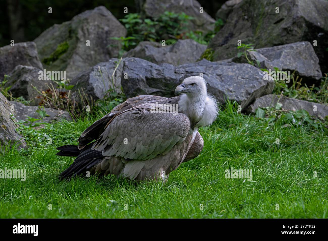Greifgeier / Eurasischer Gänsegeier (Gyps fulvus) Schnitzelvögel aus Südeuropa, Nordafrika und Asien Stockfoto