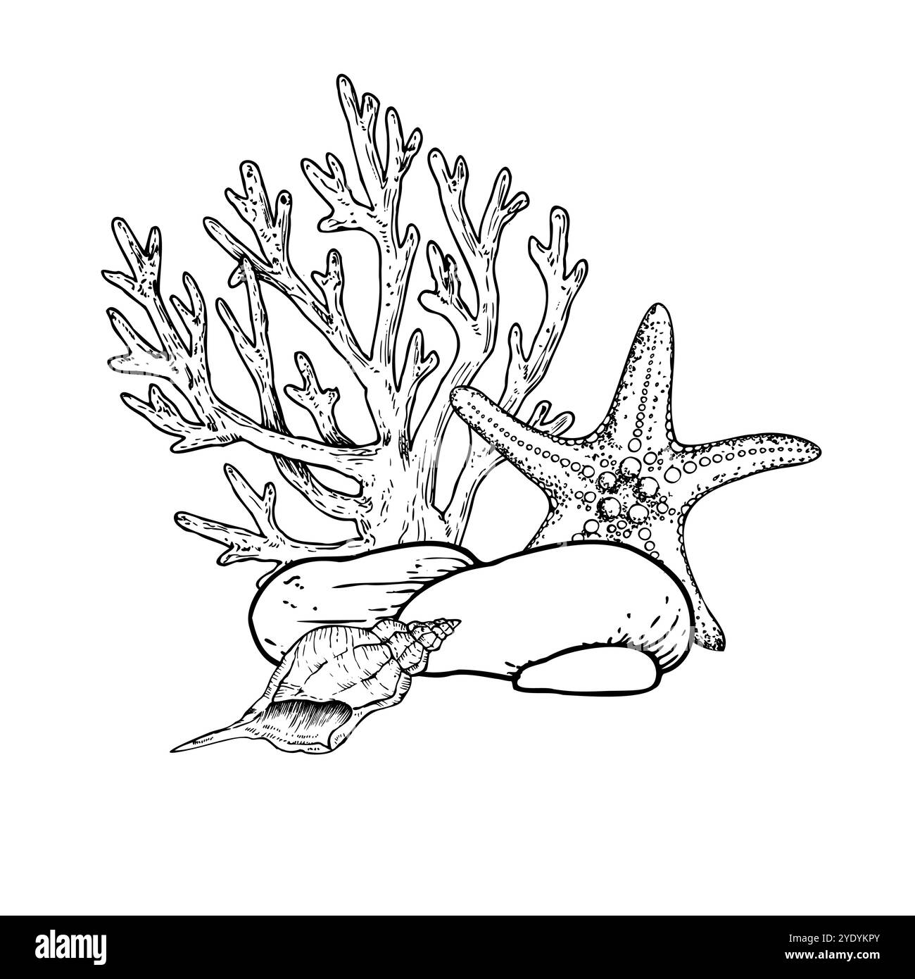 Vektor-Meeresboden. Muscheln, Kieselsteine, Seesterne, Korallen. Handgemalte Seetang, Laminaria. Grafik-Rock-Clip-Art isoliert auf Hintergrund. Unter Wasser Stock Vektor