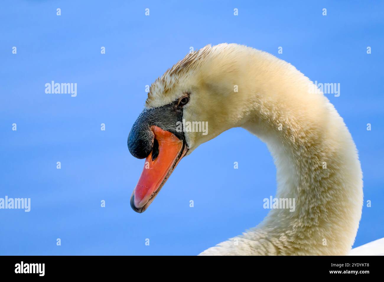 Großaufnahme des Kopfes eines Mute Swan (Cygnus olor) in Michigan, USA im Frühjahr. Stockfoto