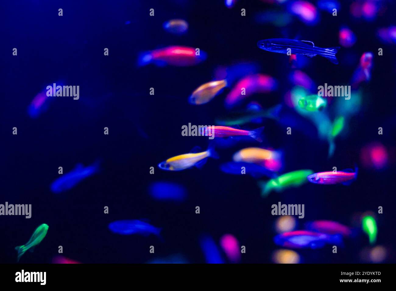 Zebrafische oder Zebra danio mit fluoreszierenden Farben in einem Fischbecken im Inbursa Aquarium, ist eine Cyprinide verwandt mit Karpfen und Barteln. (Foto: Luis Gutierrez/ Norte Photo). pez cebra o danio cebra con Colores Fluorescentes en pecera en el Acuario Inbursa, es un ciprínido​ emparentado con las carpas y los barbos. (Foto: Luis Gutierrez/Norte Photo). Stockfoto