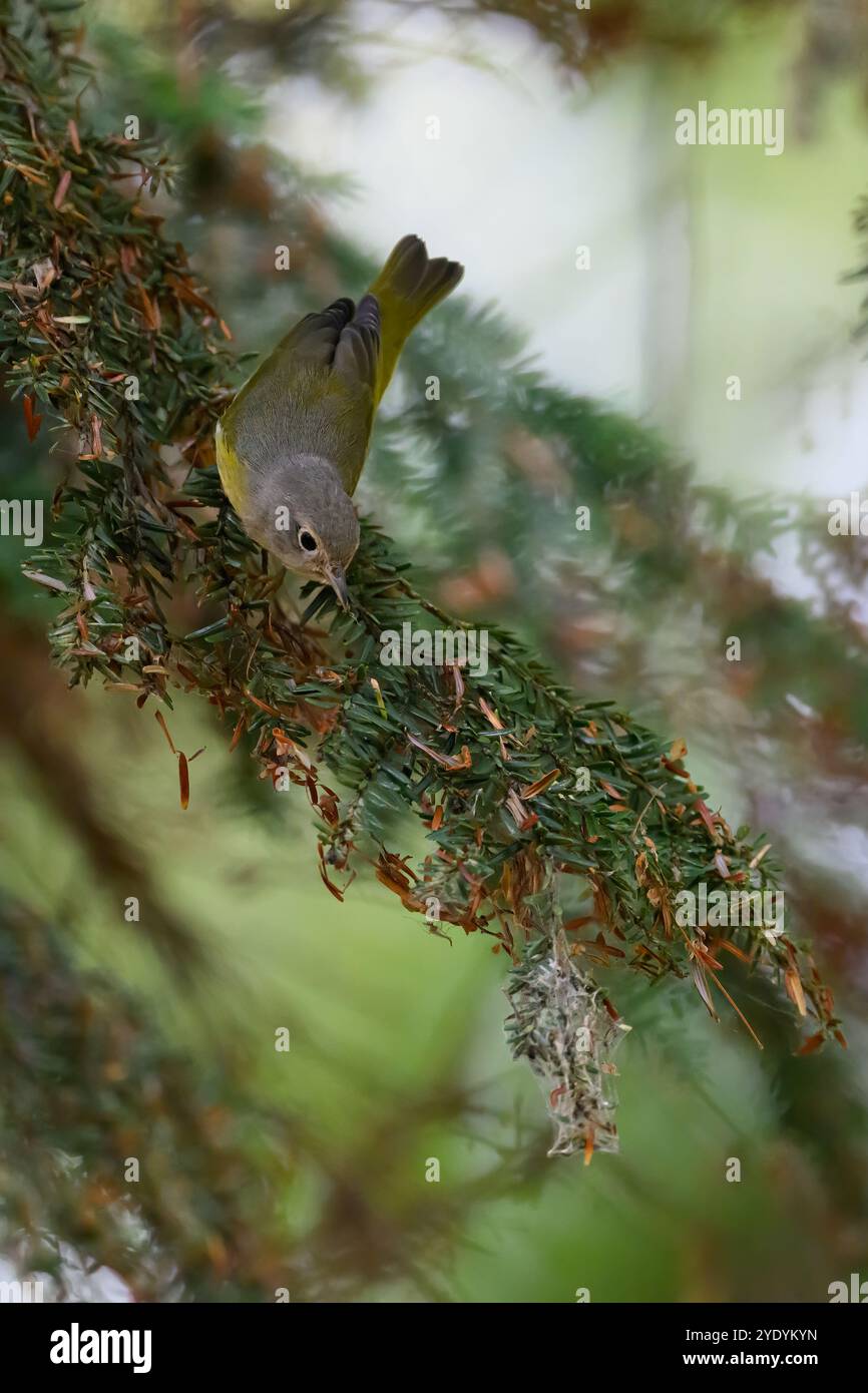 Ein Nashville Warbler (Leiothlypis ruficapilla) auf der Suche nach Nahrung in einem Eastern Hemlock Tree (Tsuga canadensis) in der Nähe von Traverse City, Michigan, USA. Stockfoto