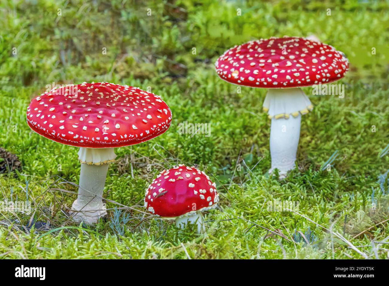 Nahaufnahme einer frischen, hellroten Gruppe von Fliegenpilzen, Amanita muscaria, mit Sternmoosunterholz Stockfoto