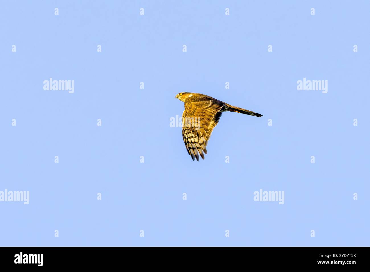 Nahaufnahme von Sparrowhawk, Accipiter nisus, im warmen Licht der aufgehenden Sonne mit nach unten gerichteten Flügeln vor dem Hintergrund des klaren blauen Himmels Stockfoto