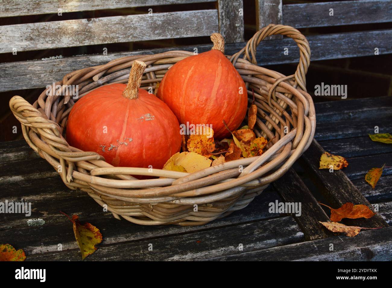 Zwei rote kuri-Kürbis in einem rustikalen Webkorb mit herbstlichen Blättern auf einem verwitterten Gartensitz Stockfoto