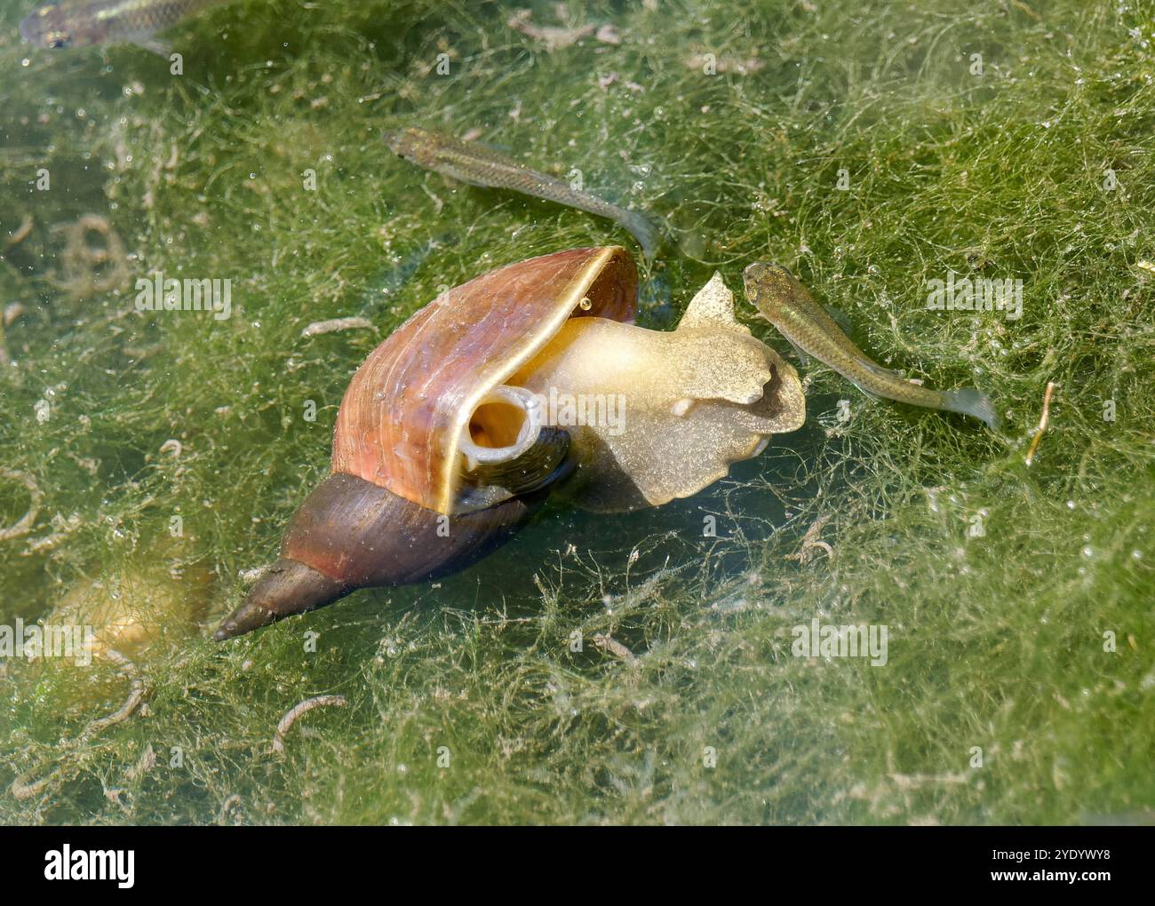 Große Teichschnecke, Spitzschlammschnecke, Grande limnée, Lymnaea stagnalis, nagy mocsáricsiga, Budapest, Ungarn, Magyarország, Europa Stockfoto