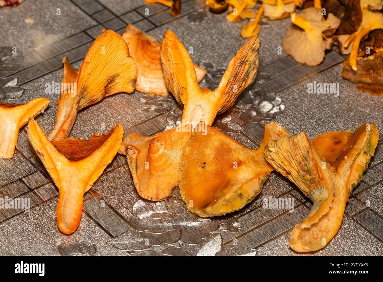 Roter Kiefernpilz, Lactarius deliciosus, fertig zum Kochen gehackt Stockfoto