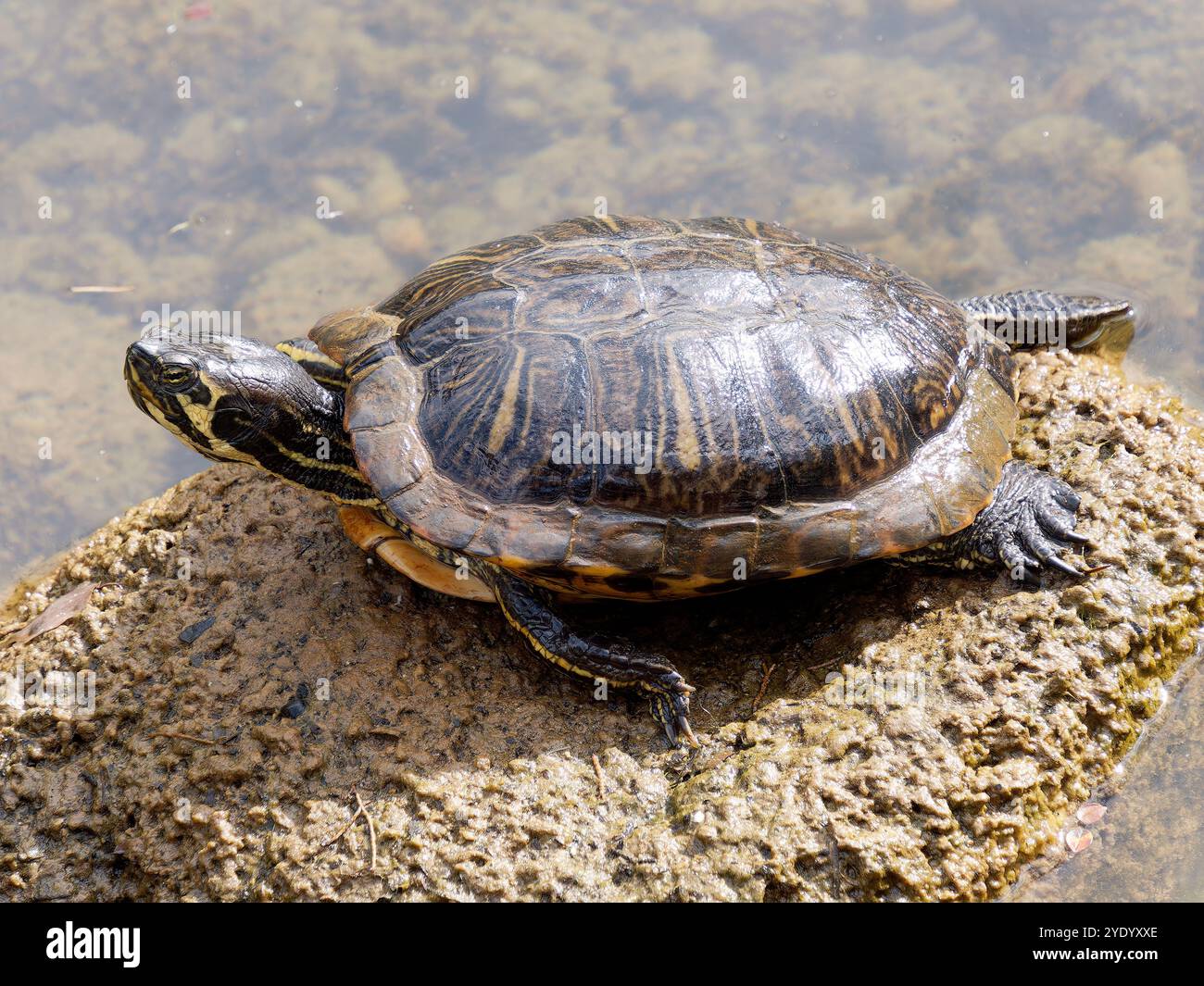 Gelbbbauch-Schmuckschildkröte, Trachémyde à ventre jaune, Trachemys scripta scripta, sárgafülű ékszerteknős Stockfoto