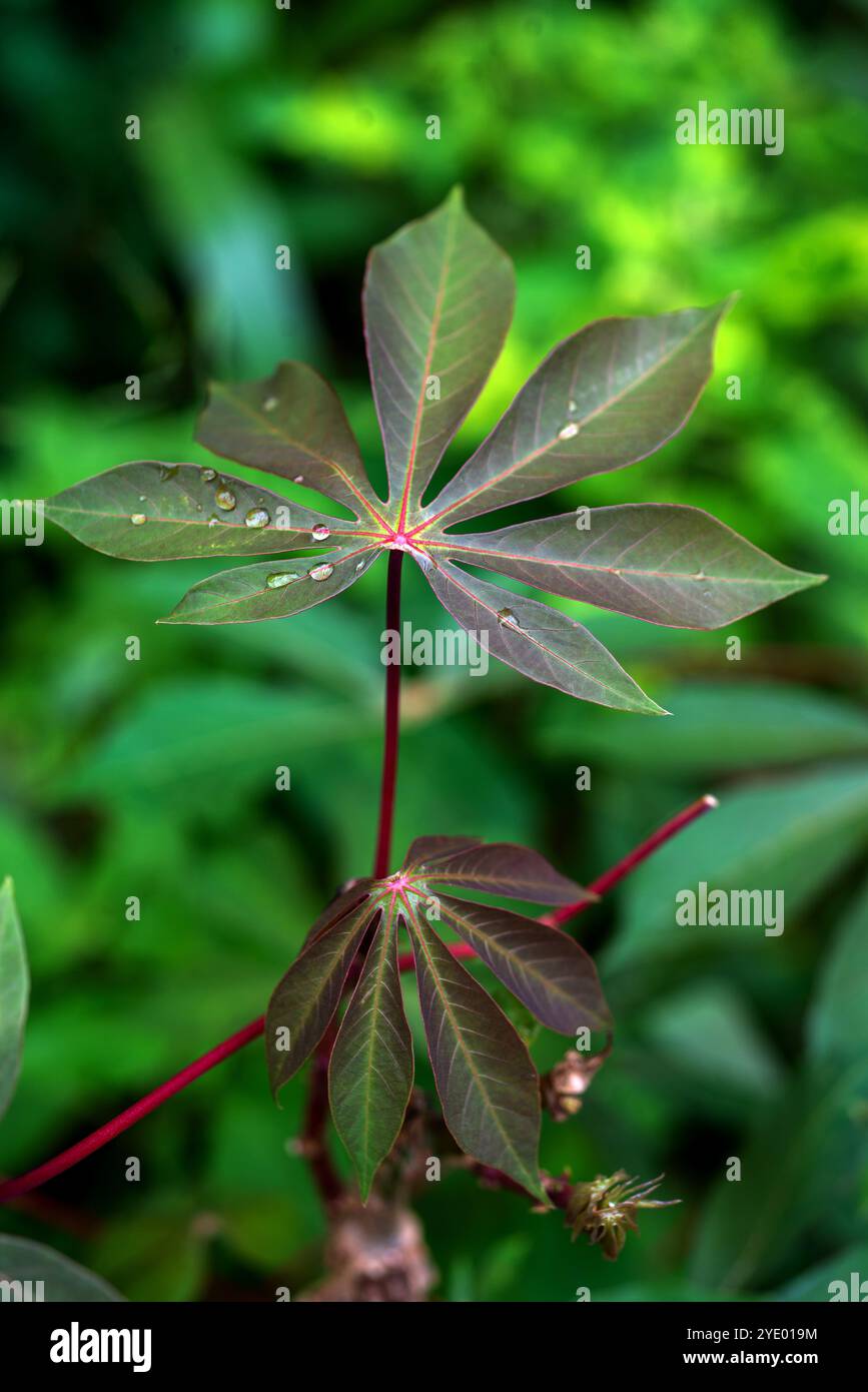 Maniok-Blattdetail Stockfoto