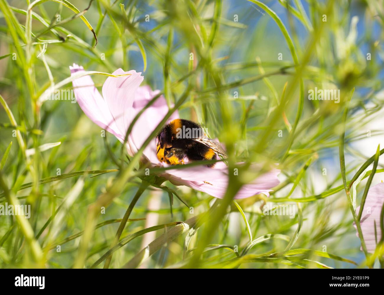 Bumble Bee sammelt Pollen aus einem hellrosa Kosmos, umrahmt von üppig grünem, federndem Laub Stockfoto