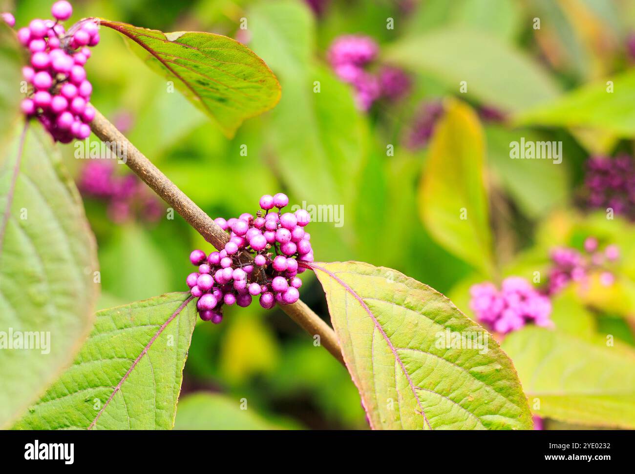 Beautyberry – leuchtende rosa-violette Beeren und geäderte Blätter auf einem Baumstamm mit einem hellgrünen natürlichen Hintergrund Stockfoto