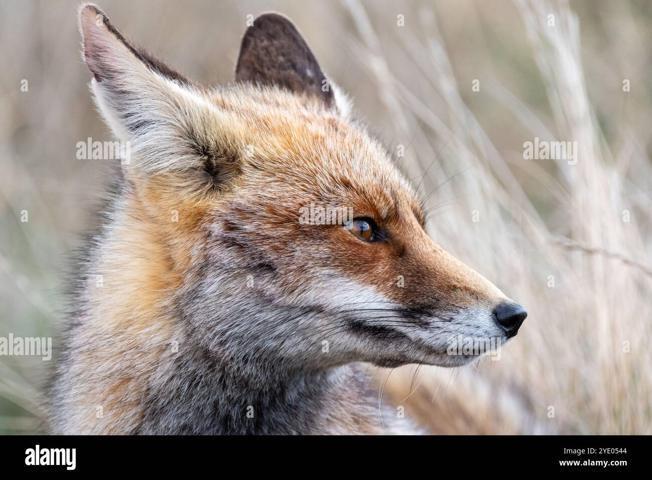 Rotfuchs, Vulpes vulpes, in der Nähe der Lagune Gallocanta, Aragon, Spanien Stockfoto