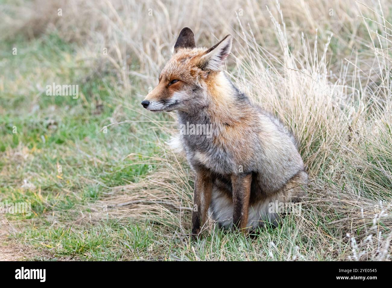 Rotfuchs, Vulpes vulpes, in der Nähe der Lagune Gallocanta, Aragon, Spanien Stockfoto