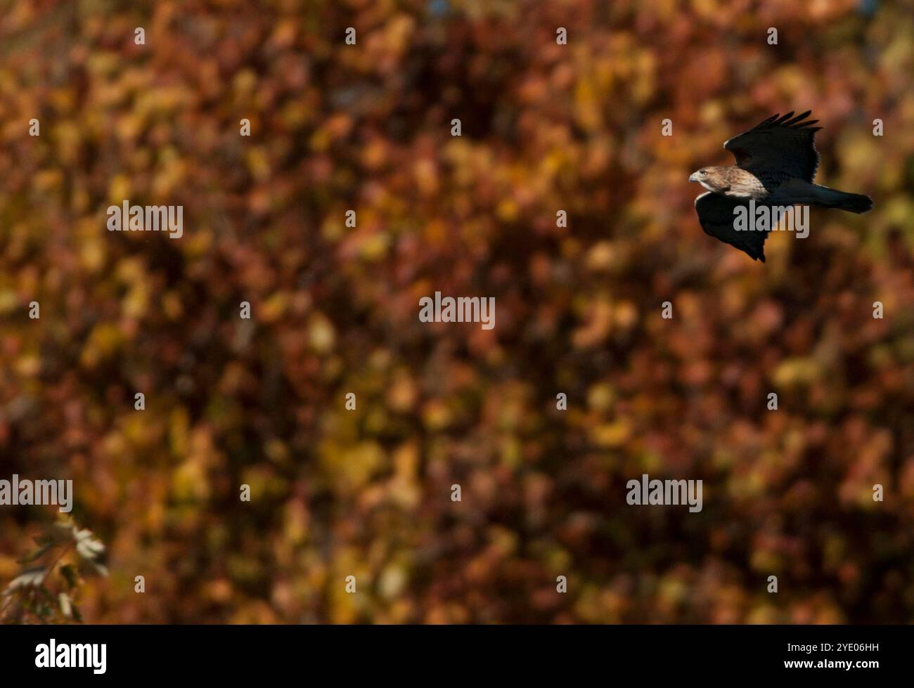 Ein Rotschwanzfalke schwebt am Herbstlaub entlang des Schuylkill River in Philadelphia, PA. Stockfoto