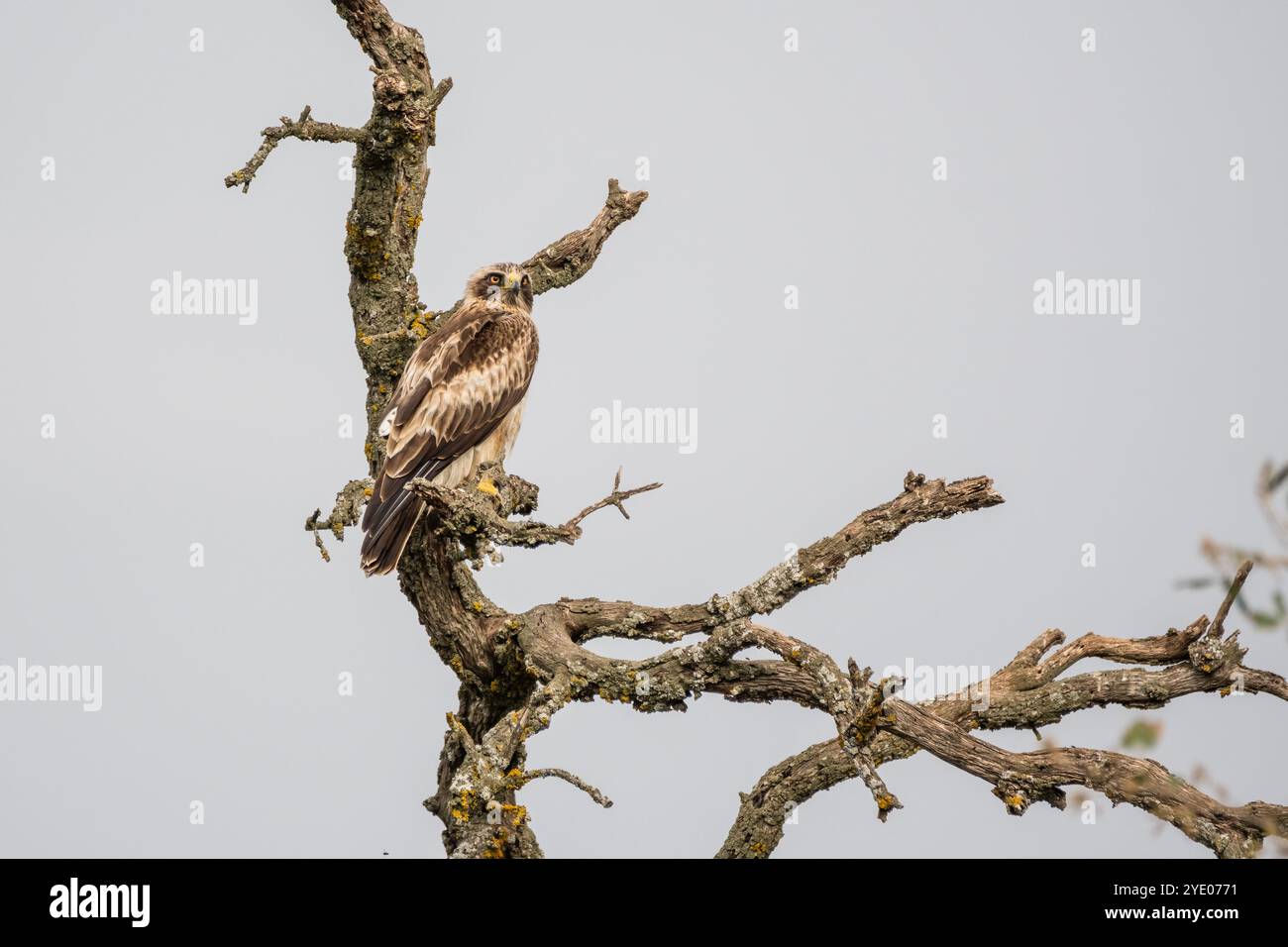 Stiefeladler, Hieraaetus pennatus, auf einem Baumzweig, Katalonien, Spanien Stockfoto
