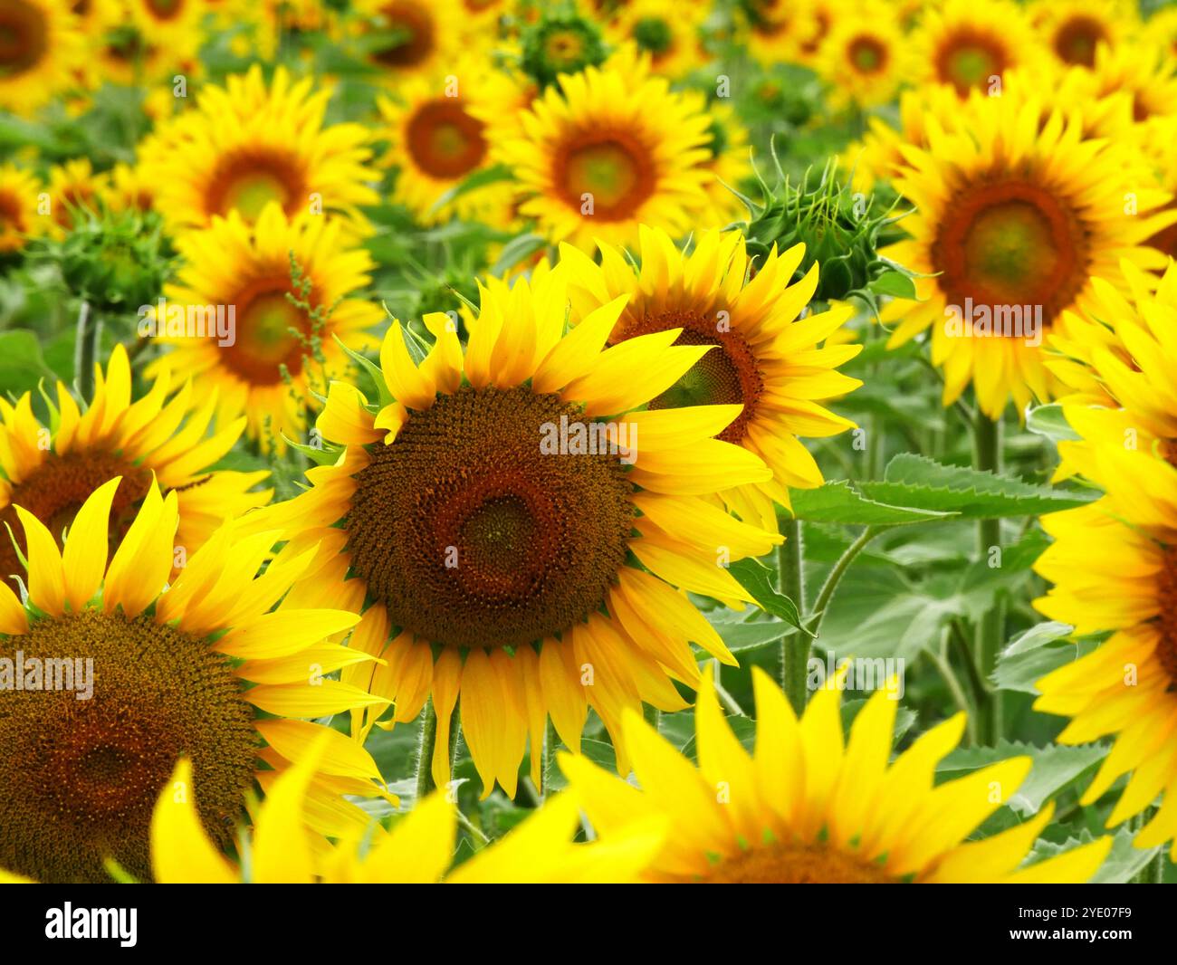 Unendlich viele Sonnenblumen blühen im Sommer, landwirtschaftlicher Hintergrund, leuchtend gelbe Blumen im Juli. Stockfoto