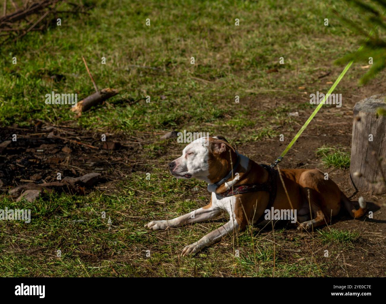 Pitbull Dog ruhen auf frischem, herbstgrünem Gras in sonnigen Bergen Stockfoto