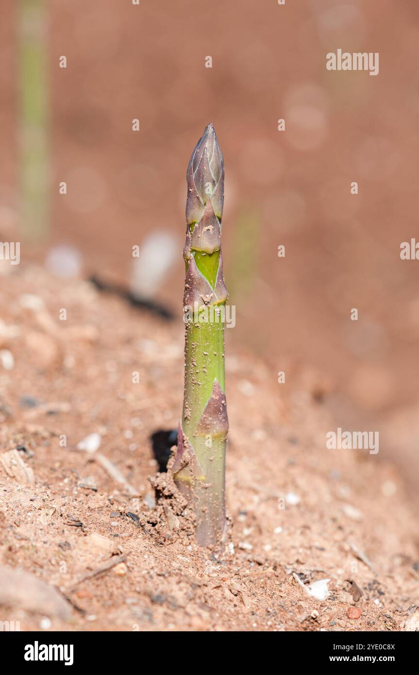 Spargel im Garten, Spargel officinalis, Spanien Stockfoto
