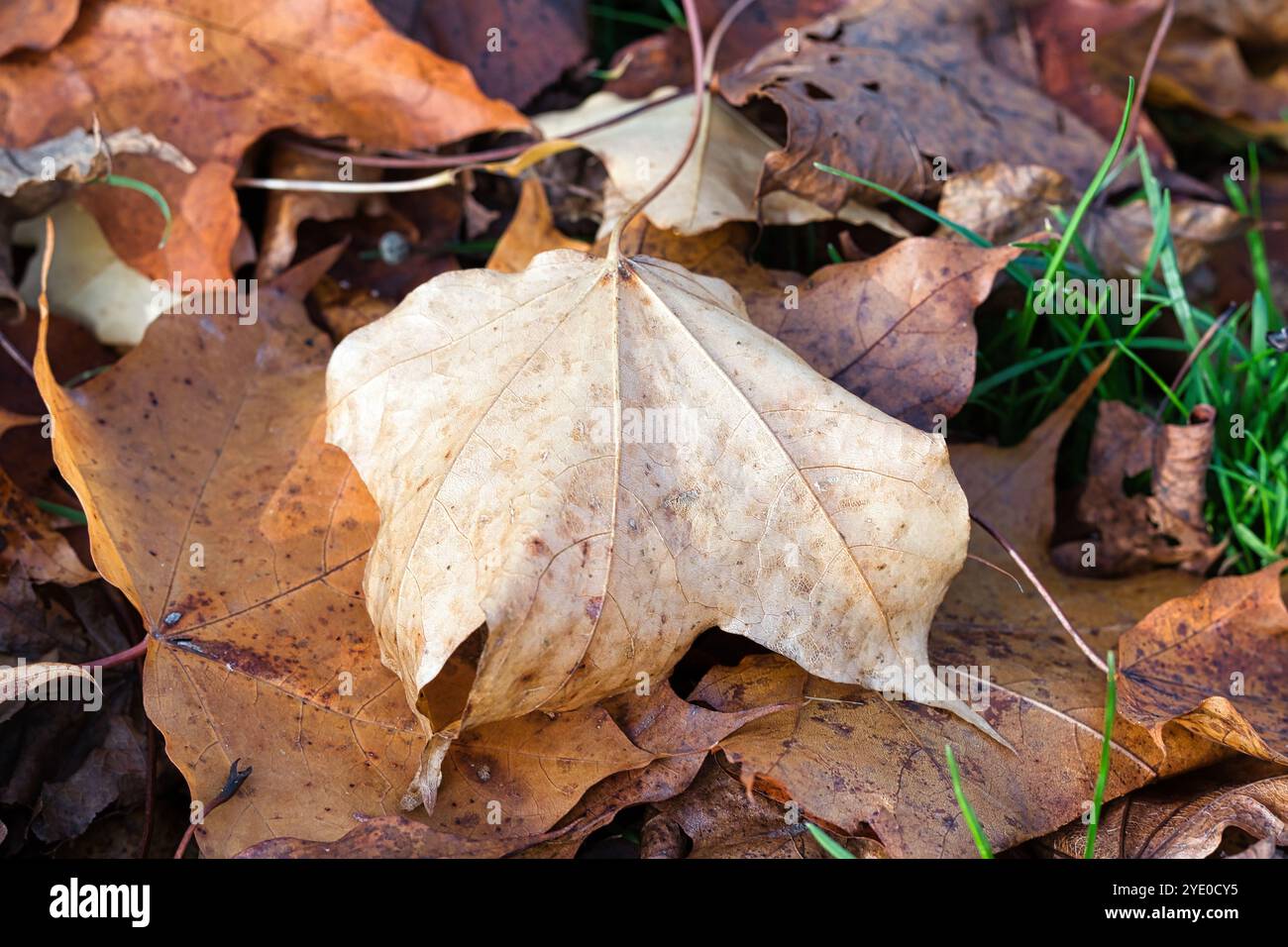 Ein großes, helles, trockenes Blatt liegt auf einem Stapel brauner, gefallener Blätter. Das Blatt ist deutlich geädert und hat in der Mitte einen Riss. Grünes Gras sprießt nach oben Stockfoto