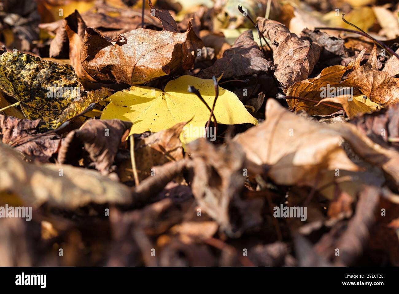 Ein einzelnes gelbes Blatt liegt auf einem Bett aus braunen und braunen Blättern, wobei der Vordergrund verschwommen und das gelbe Blatt fokussiert ist. Stockfoto