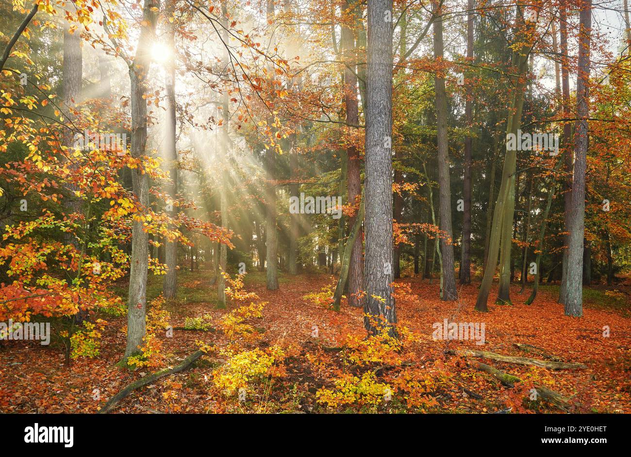 Herbstwald, beleuchtet von der Sonne. Stockfoto