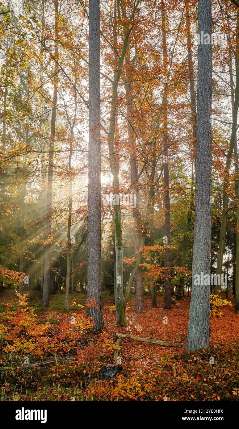 Herbstwald, beleuchtet von der Sonne Stockfoto
