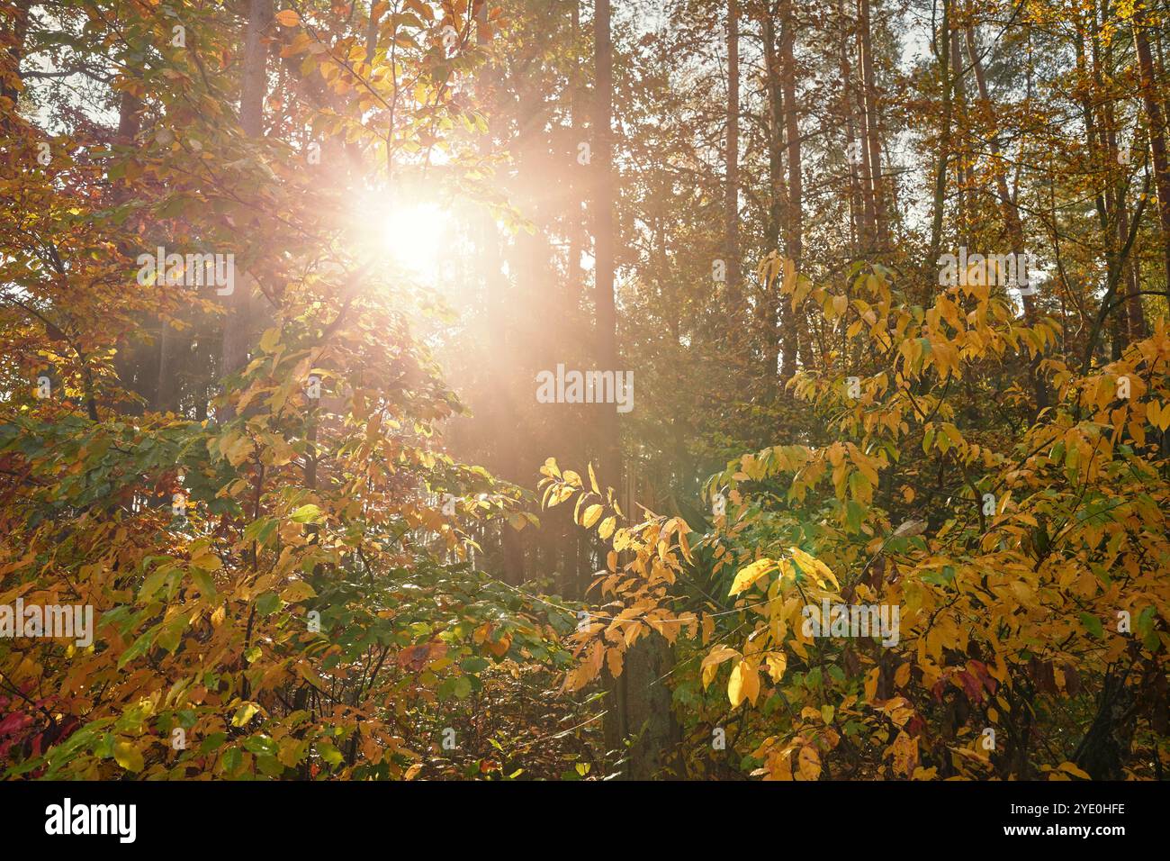 Herbstwald, beleuchtet von der Sonne. Stockfoto