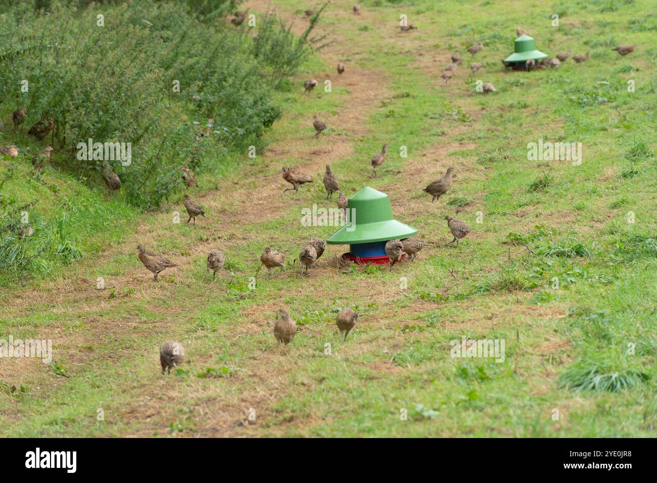 Fasane auf einem Schießplatz, die sich an einem Feeder ernähren Stockfoto