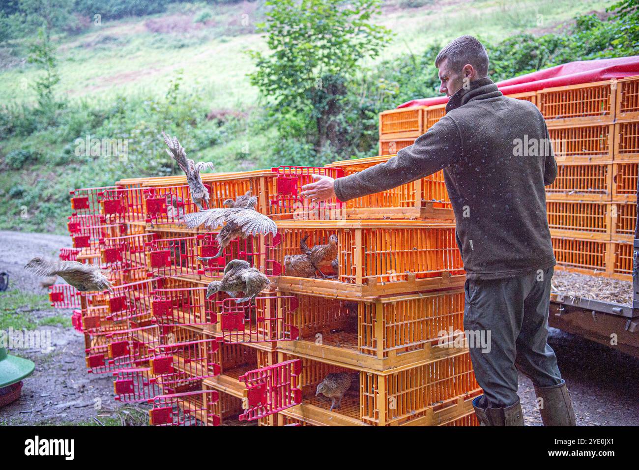 Wildhüter lässt Fasane in die Wildnis, um sie zu schießen Stockfoto