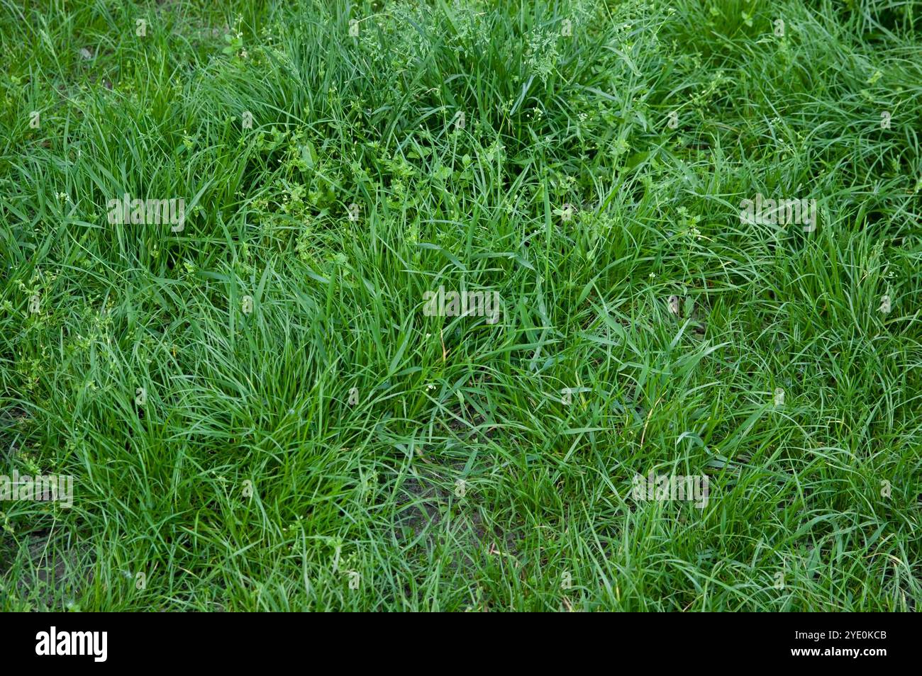 Sommer Hintergrund: Üppiges grünes Gras Stockfoto