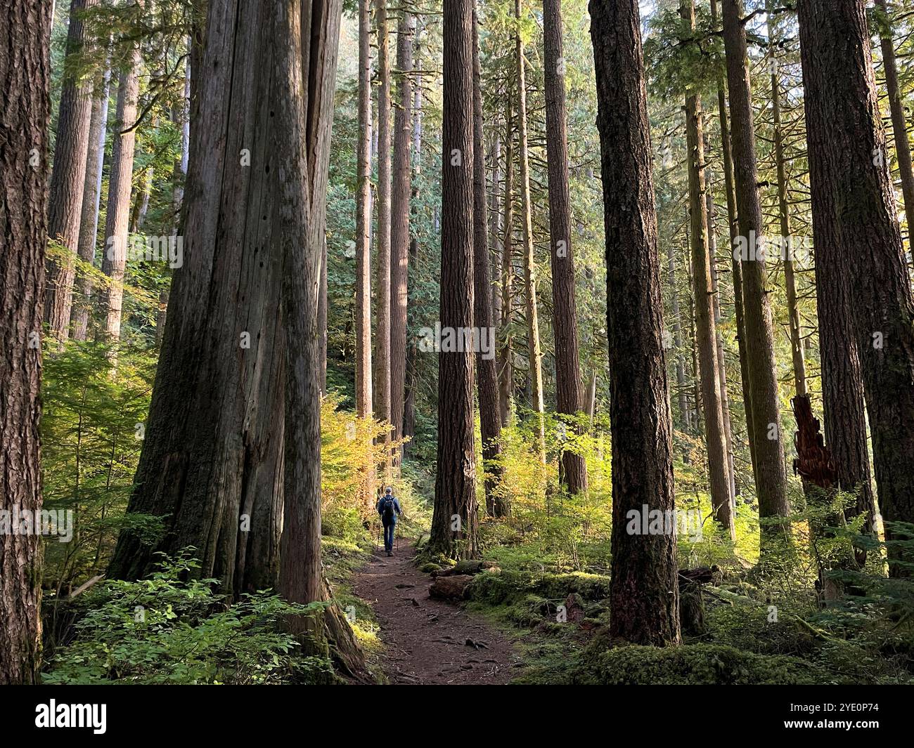 Wandern auf dem Baker Lake Trail durch Red Cedars und Douglas Firs, Mount Baker-Snoqualmie National Forest, in der Nähe von Concrete, Washington, USA Stockfoto