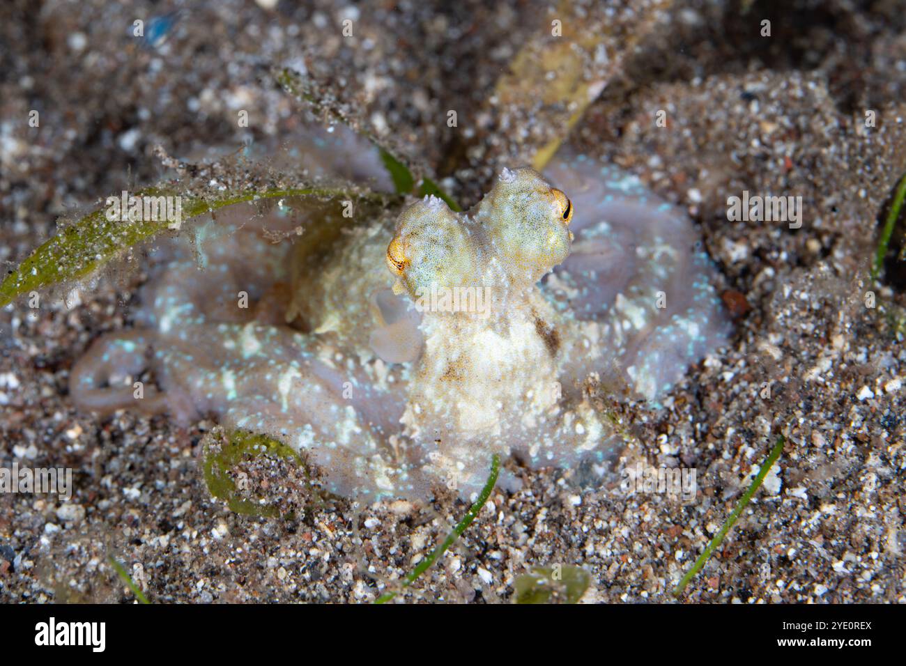 Ein kleiner, nicht identifizierter Tintenfisch findet sich nachts auf einem schwarzen Sandboden entlang der Küste von Flores, Indonesien. Oktopus sind nachts oft aktiver. Stockfoto