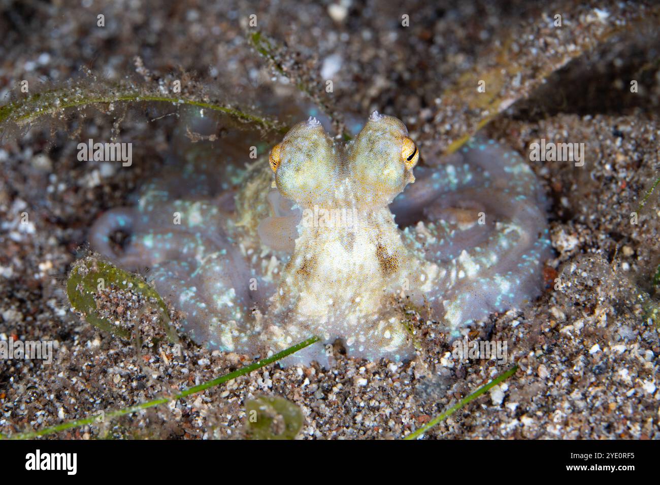 Ein kleiner, nicht identifizierter Tintenfisch findet sich nachts auf einem schwarzen Sandboden entlang der Küste von Flores, Indonesien. Oktopus sind nachts oft aktiver. Stockfoto