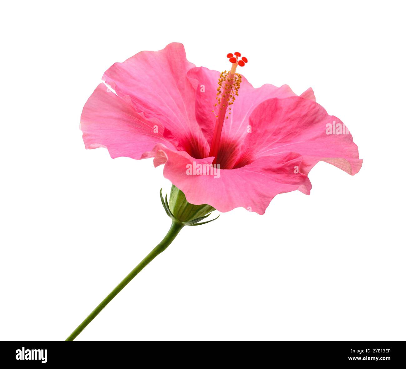 Rosa Hibiskus Blume isoliert auf weißem Hintergrund Stockfoto