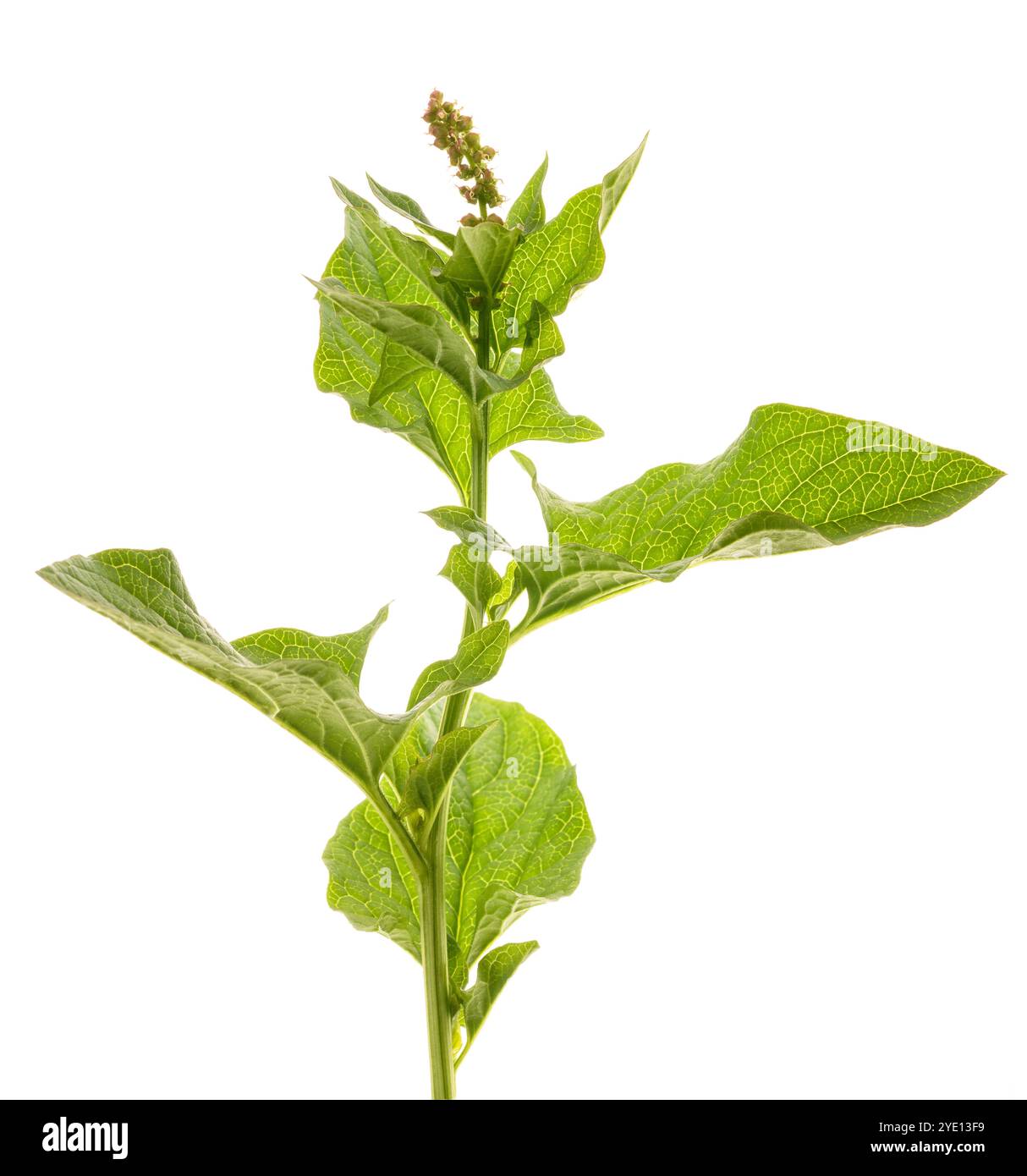 Guter König Henry isoliert auf weiß Stockfoto