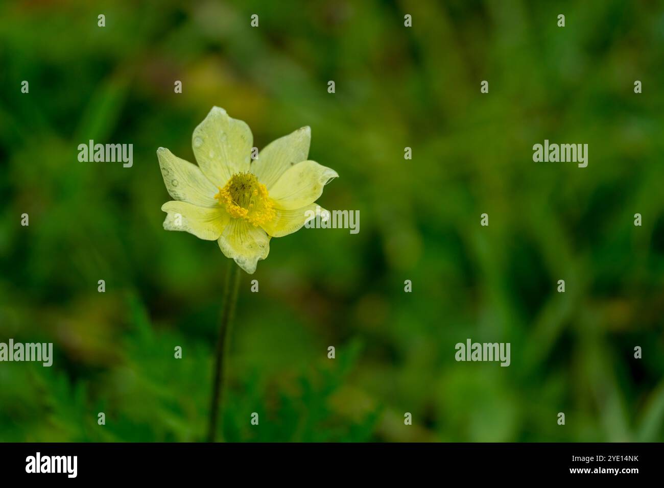 Eine Anemone multifida Blume auf einer Wiese auf der Seiser Alm (Seiser Alm), der größten Hochalpenwiese Europas, UNESCO-Weltkulturerbe Si Stockfoto