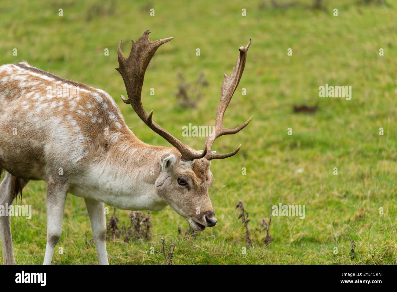 Ein männlicher Damhirsch (Dama dama) mit Palmatgeweih im Hackwood Park Anwesen in der Nähe von Basingstoke. Hampshire, Großbritannien Stockfoto