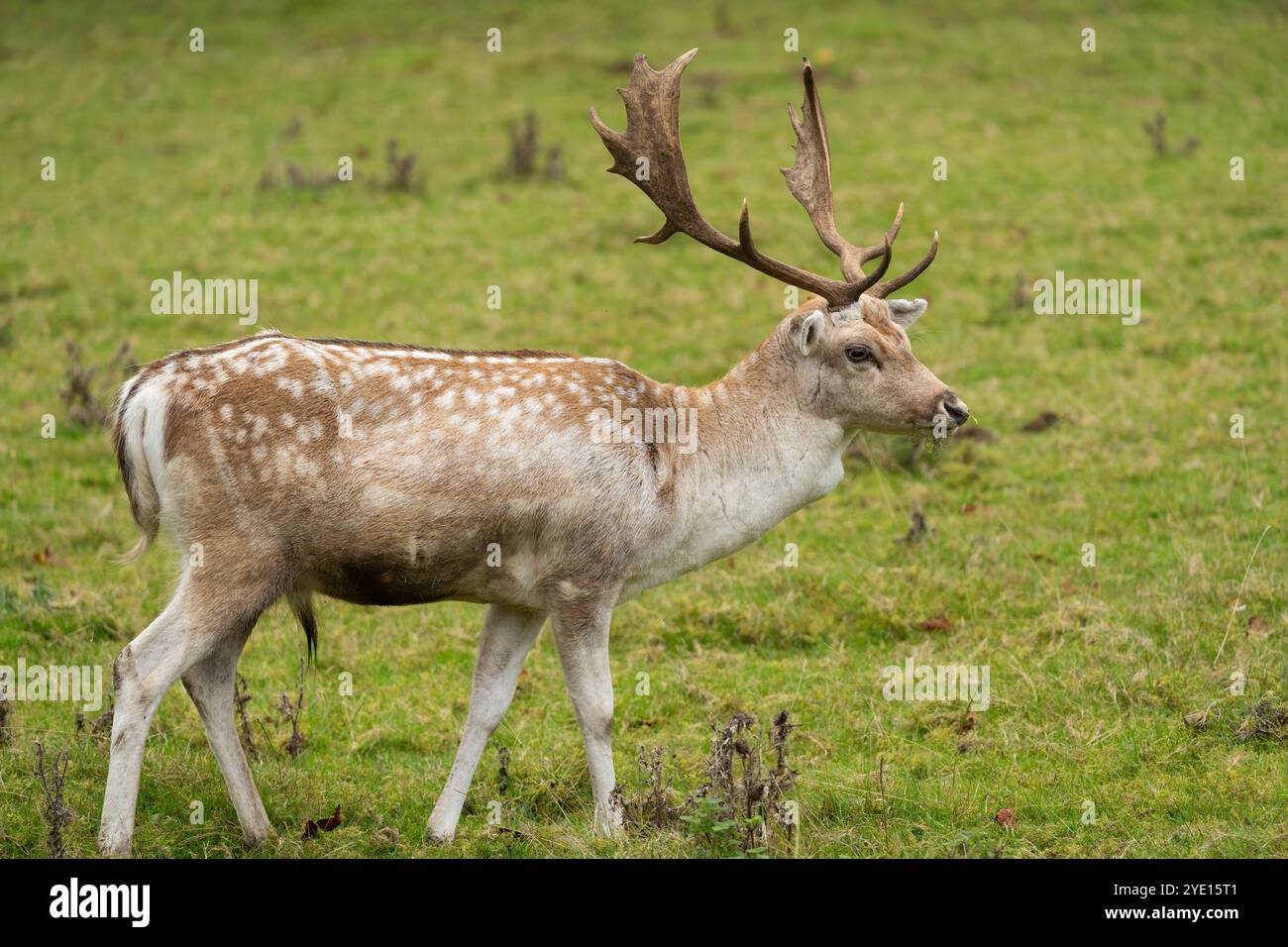 Ein männlicher Damhirsch (Dama dama) mit Palmatgeweih im Hackwood Park Anwesen in der Nähe von Basingstoke. Hampshire, Großbritannien Stockfoto