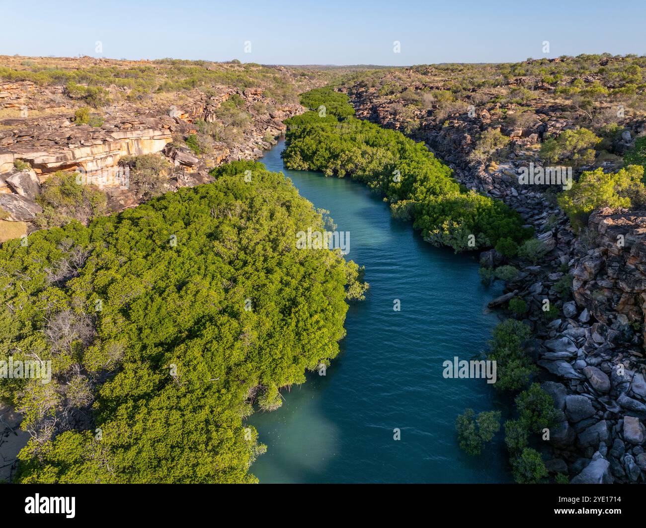 Mangrovenaderne im kleinen Einlauf der Kimberley Stockfoto