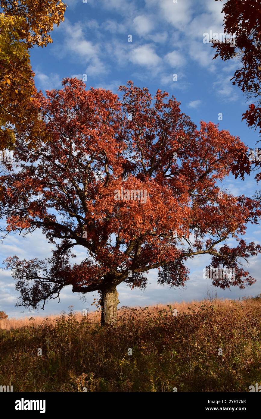 Ein großer Baum mit satten rot-orangen Blättern steht vor dem Hintergrund eines klaren, blauen Himmels und signalisiert die Herbstsaison. Stockfoto