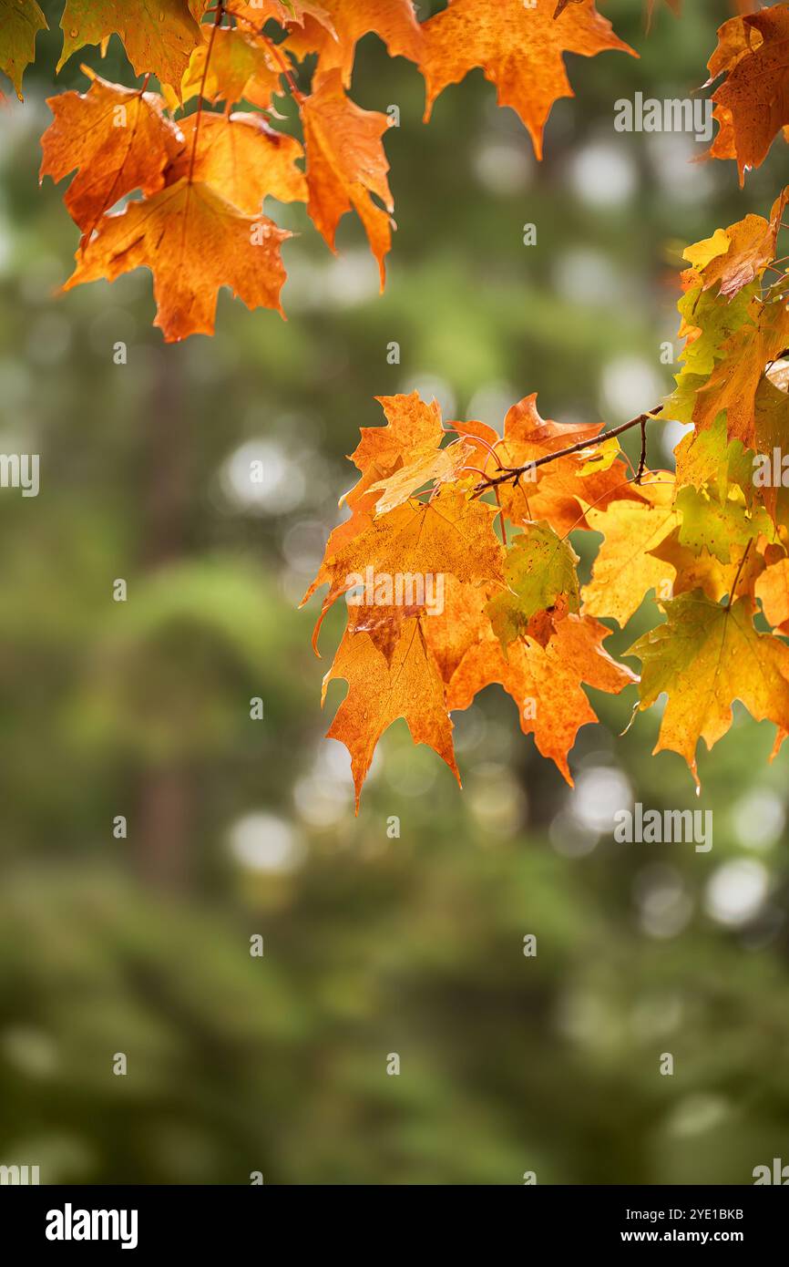 Nahaufnahme eines Ahornbaums mit bunten Herbstlaub. Herbst Natur Hintergrund. Kopierbereich. Stockfoto