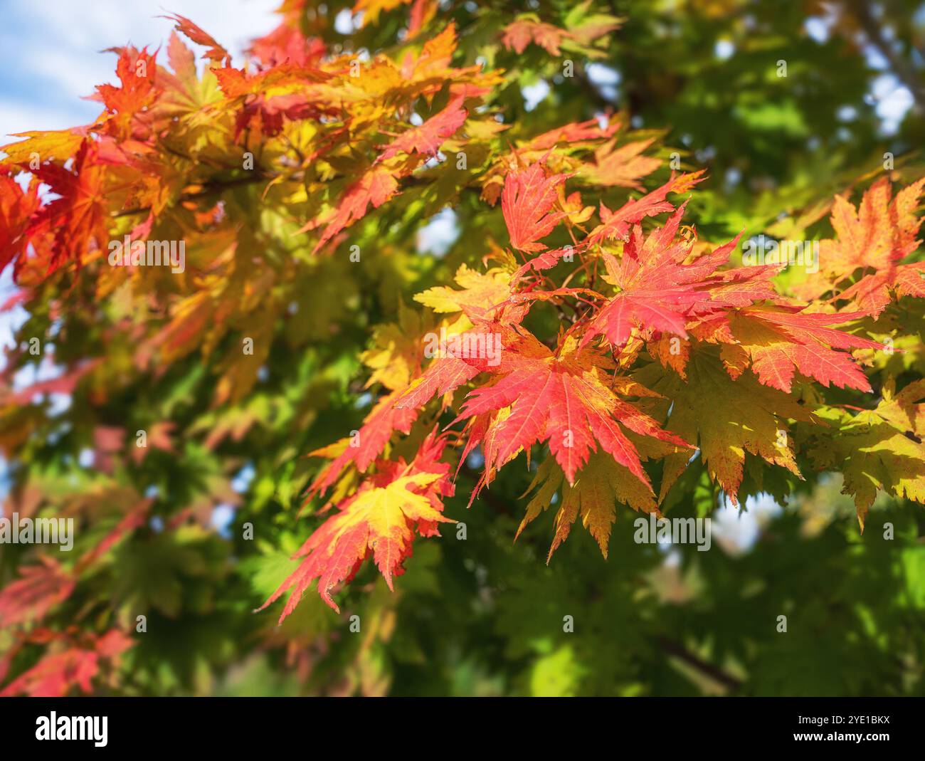 Japanische Ahornzweige mit bunten Herbstlaub. Herbst Natur Hintergrund. Stockfoto