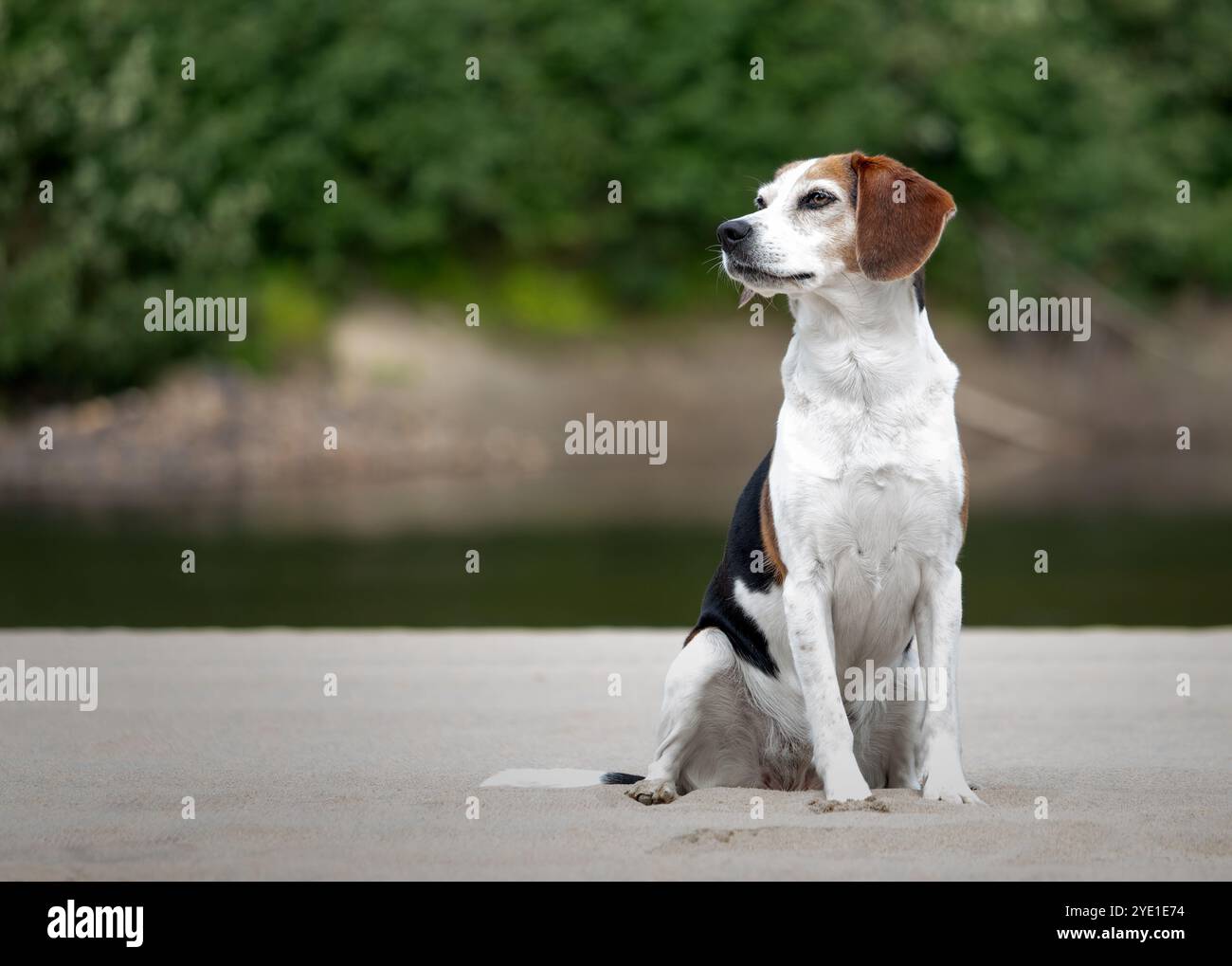 Porträt eines Beagle-Hundes, der am Strand sitzt Stockfoto