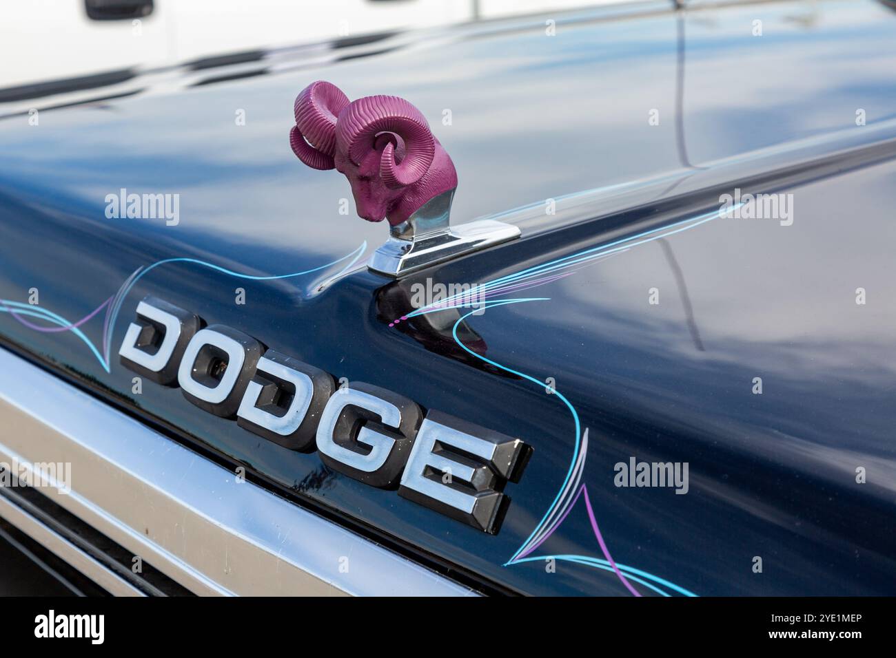 Ein lila Kapuzenschmuck an einem alten Dodge Pickup-Truck. Stockfoto