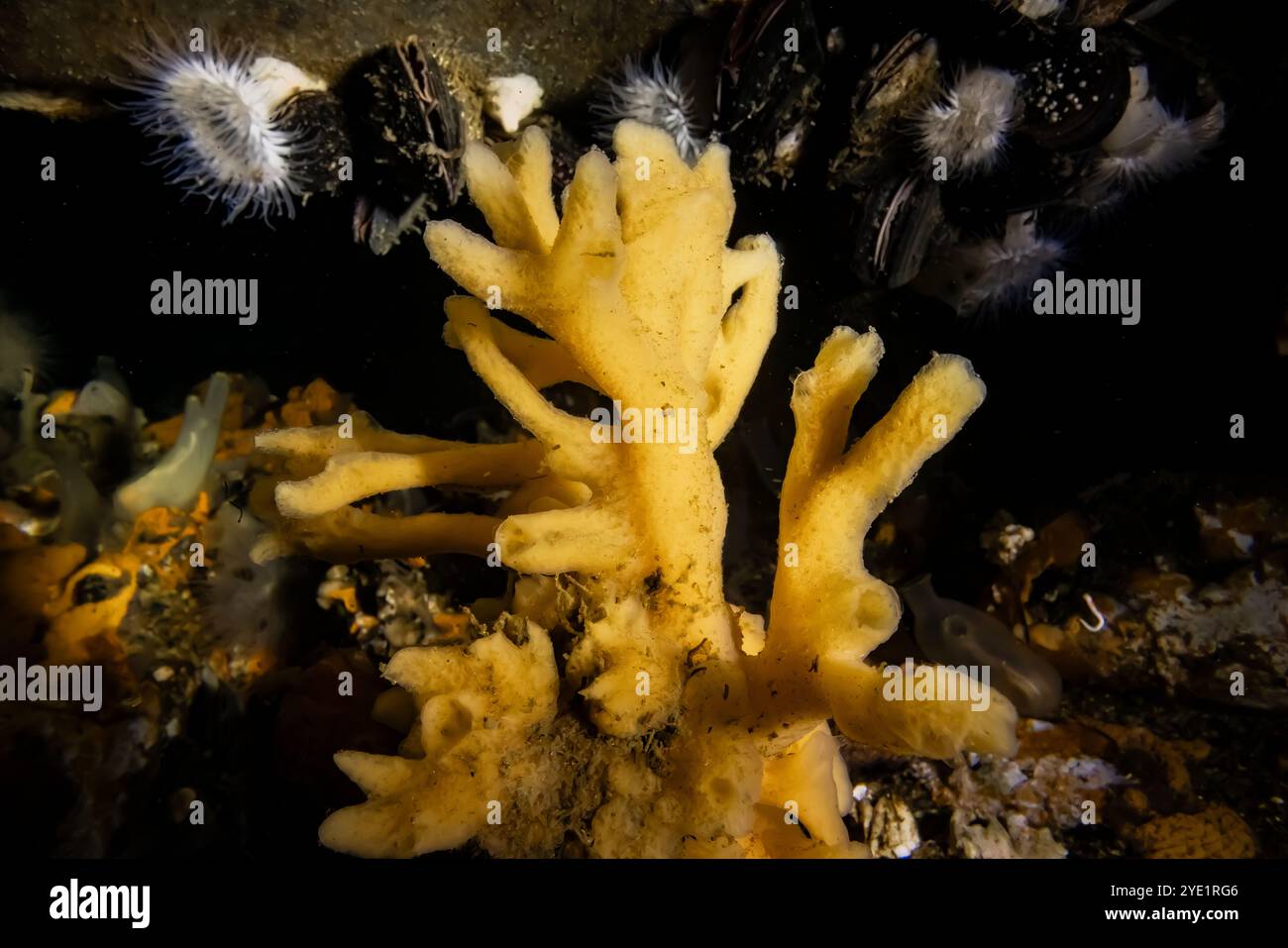 Tough Yellow Branching Sponge, Homaxinella amphispicula, am Dock in Port Orchard Marina, Port Orchard, Washington State, USA Stockfoto